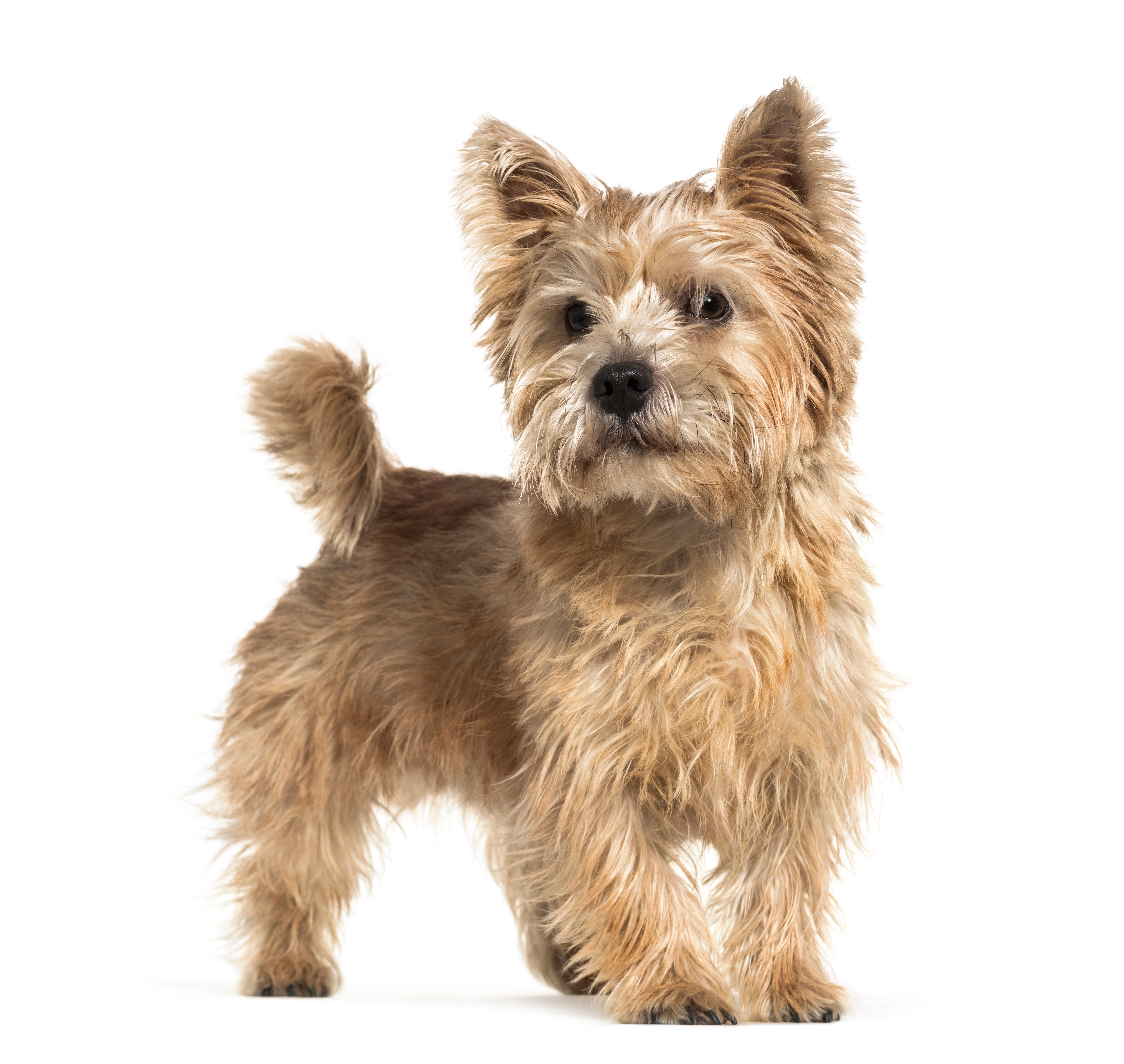 Norwich shops terrier adoption